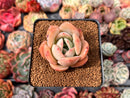 Echeveria 'Lemon Tree' 2" Succulent Plant