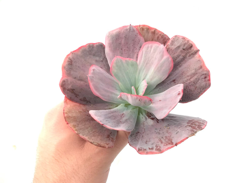Echeveria 'Dream and Phantasm' 5"-6" Rare Succulent Plant