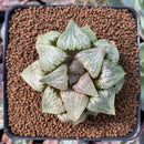 Haworthia sp. 2"-3" Succulent Plant