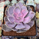 Echeveria 'Perle von Nurnberg' Variegated 3" Succulent Plant