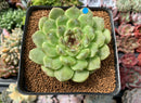 Echeveria Agavoides 'Amethyst' 3"-4" Succulent Plant