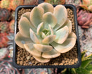 Echeveria Runyonii Variegated (Aka Echeveria 'Akaihosi' Variegated) 2" Succulent Plant