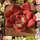 Echeveria Agavoides sp. 2" Succulent Plant