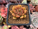 Echeveria Agavoides 'Batik' 1" Succulent Plant