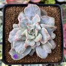 Echeveria 'Harry Watson' Mutated 2"-3" New Mutant Succulent Plant