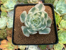 Echeveria 'Compton Carousel' 2"-3" Succulent Plant