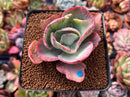 Echeveria 'Flying Cloud' Variegated 2" Succulent Plant