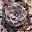 Echeveria 'Red Cuba' 2" Succulent Plant