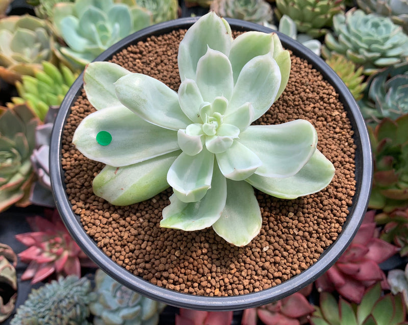 Echeveria 'Pastel' Variegated 3