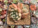 Echeveria 'Zenith' 3" Succulent Plant