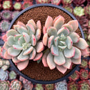 Echeveria sp. 4" Cluster Succulent Plant