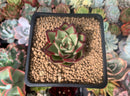 Echeveria 'Ebony' Hybrid 1" Succulent Plant
