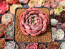 Echeveria 'Symphony' 2"-3" Succulent Plant