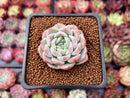 Echeveria 'Primera' 1"-2" Succulent Plant