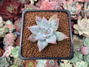 Echeveria 'Colosseum' 1"-2" New Hybrid Succulent Plant
