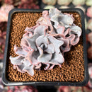 Echeveria 'Crispate Beauty' 2" Triple Headed Cluster Succulent Plant