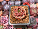 Echeveria 'Lucidium Roman' 1" Succulent Plant