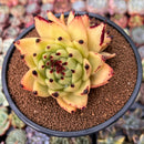 Echeveria Agavoides 'Maria' Super Clone 4" Succulent Plant