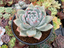Echeveria 'Colorata' 4"-5" Large Powdery Succulent Plant