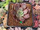 Echeveria 'Vasilisa' 1"-2" New Hybrid Succulent Plant