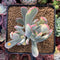 Cotyledon 'Orbiculata' Variegated 3" Succulent Plant