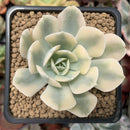 Echeveria Runyonii Variegated (Aka Echeveria 'Akaihosi' Variegated) 2" Succulent Plant