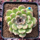 Echeveria Agavoides 'Amethyst' 2"-3" Succulent Plant