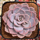 Echeveria 'Missing You' 4"-5" Large Succulent Plant