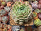 Echeveria 'Onslow' 3"-4" Succulent Plant