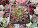 Echeveria 'Shani' 2" Succulent Plant