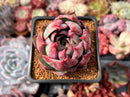 Echeveria 'Casio' Variegated 2" Succulent Plant