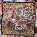 Echeveria 'Snow Elian' 3" Cluster Succulent Plant