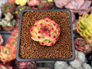 Echeveria 'Moonstone' 1" Succulent Plant