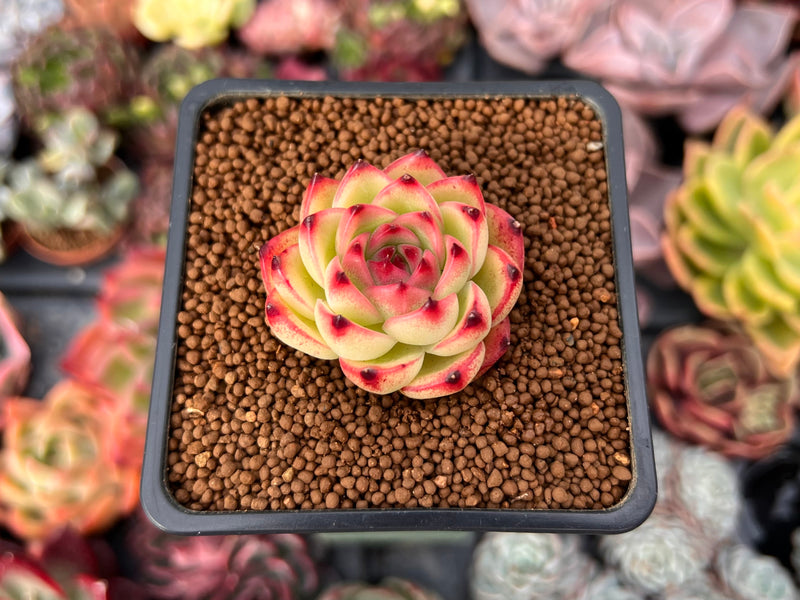 crested moonstone succulent Echeveria 'Moonstone' 1