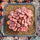 Echeveria 'Polari Heart' 2" Cluster Succulent Plant