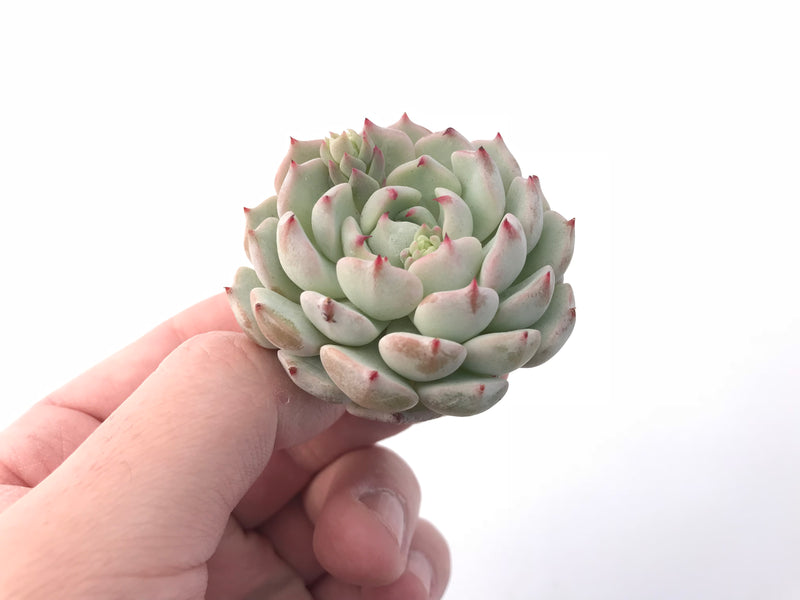 wild succulent plants Echeveria 'Wild Rose' 1” Rare Succulent Plant – True Succulents Plant Co