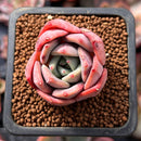 Echeveria 'Patricia' 1" Succulent Plant