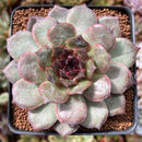 Echeveria 'Black Coco' 3"-4" New Hybrid Succulent Plant