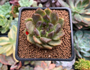 Echeveria Agavoides 'Black Rose' 2" Succulent Plant