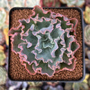 Echeveria 'Blue Curls' 2"-3" Succulent Plant