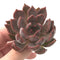 Echeveria Agavoides 'Magic Plot' 3" Succulent Plant
