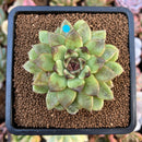 Echeveria Agavoides 'Black Rose' Hybrid 2" Succulent Plant