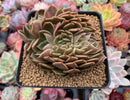 Echeveria Agavoides 'Walshire' 4" Succulent Plant