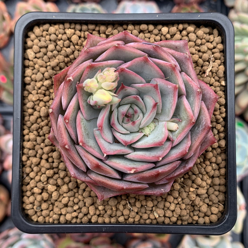 succulent with pink edges Echeveria 'Pink Tips' 4" Succulent Plant – True Succulents Plant Co
