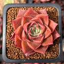 Echeveria 'Papal Rose' 2" Succulent Plant