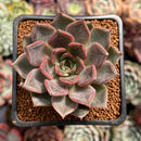 Echeveria 'Beauty Lily' 2" Air Magic Hybrid Succulent Plant