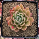 Echeveria Agavoides 'Raja' 3"-4" Succulent Plant