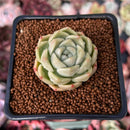 Echeveria 'Cream Smoothie' 1" Succulent Plant