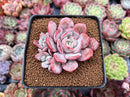Echeveria 'Soulmint' 2" Cluster Succulent Plant