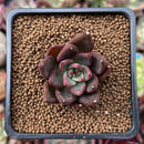 Echeveria Agavoides 'Red Bridge' 1"-2" Small Succulent Plant